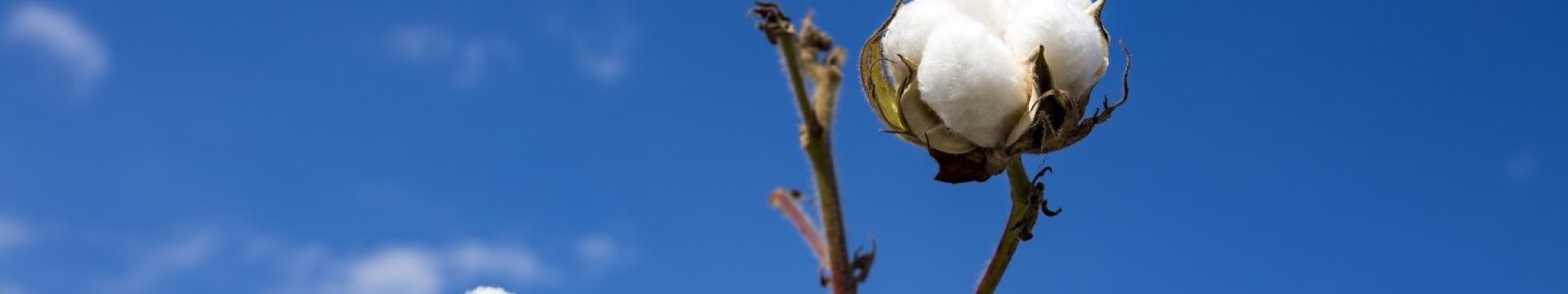 cotton_bg